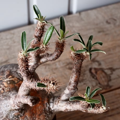 グラキリス φ10cm - 象牙宮 - ［No.51］  ×   沼野秀章 作「 black wrap 」3号 植木鉢 笠間焼