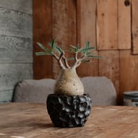 発根済 グラキリス - 象牙宮 - size M ［No.207］  ×  松野然 作 「ZEN」3.5号 植木鉢