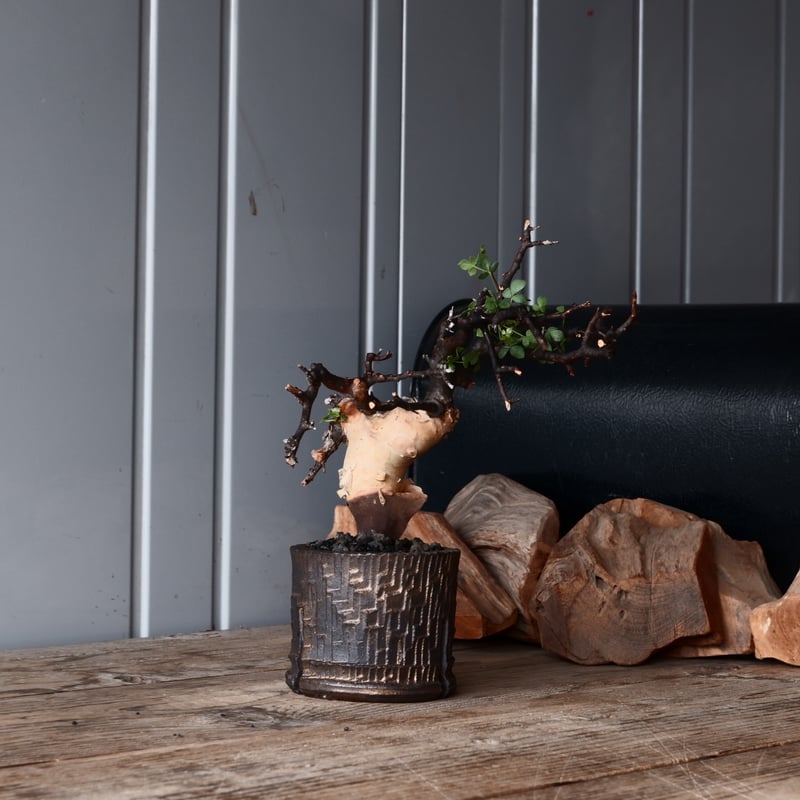 コミフォラ カタフ ピュア 輸入株 発根済［No.10］ × 沼野秀章 作品