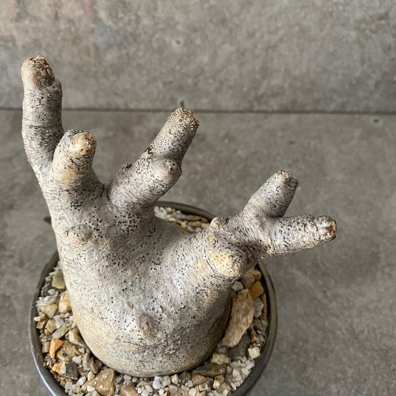 良型　パキポディウム　イノピナツム 発根済・超良型】パキポディウム・イノピナツム/鉢ごと発送