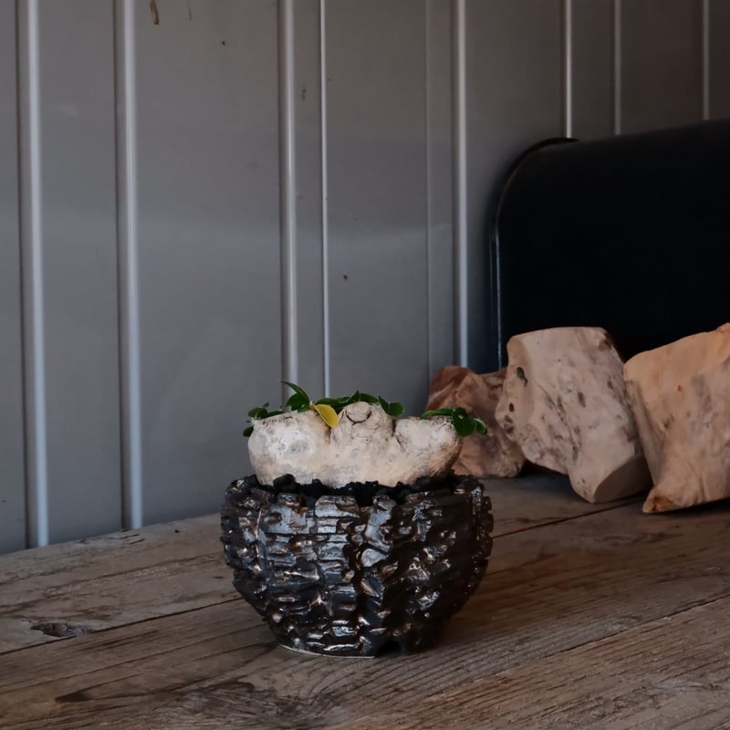 ブレビカウレ - 恵比寿笑い -［No.47］ × 松野然 【 ZEN 】3号 植木鉢