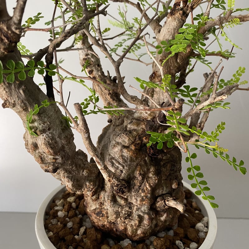 発根済 象形 オペルクリカリア パキプス P19 | Botanical Holic 発根済 象形 オペルクリカリア パキプス P19 | Botanical Holic