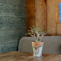 発根済 センナ メリディオナリス ［14］×  沼野秀章 作「 刻ム音 」長鉢 ( S ) 笠間焼