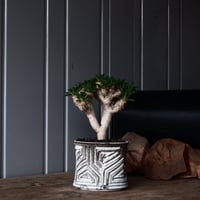 ユーフォルビア ギラウミニアナ 輸入株 発根済［No.3］  × 根本峻吾 作品【 S.N POT type.slim「 鐵 / 月光 ver. 」4.5号 】笠間焼 植木鉢