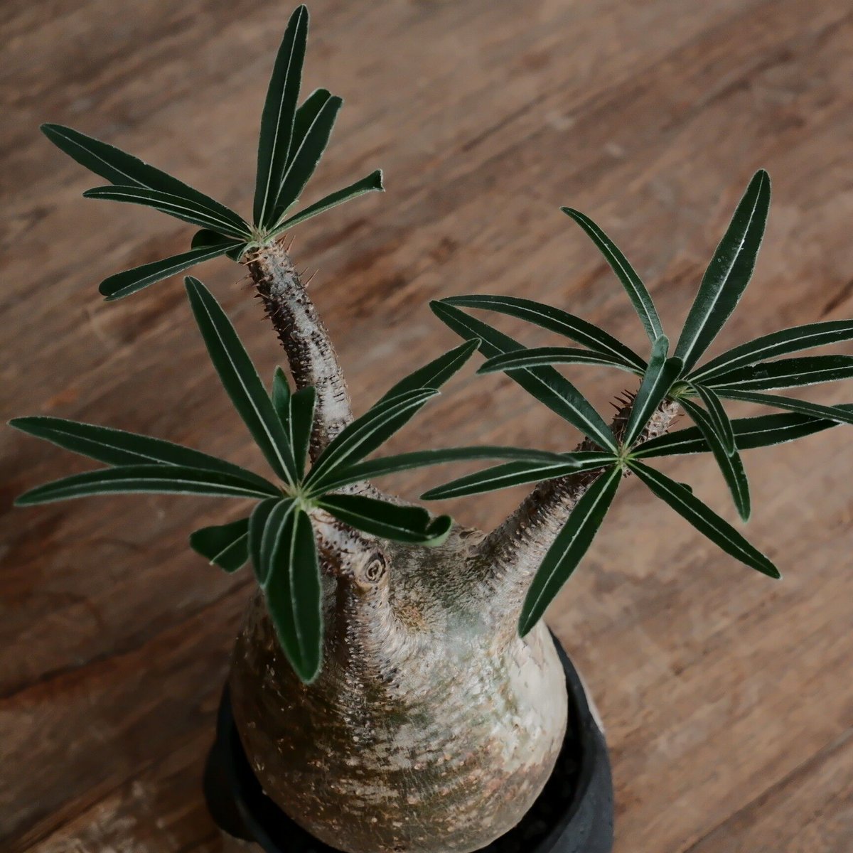 グラキリス 現地球 鉢付き 沖誠 作 笠間焼 グラキリス 現地球 鉢付き 沖誠 作 笠間焼 fit=scale-down,w=1200