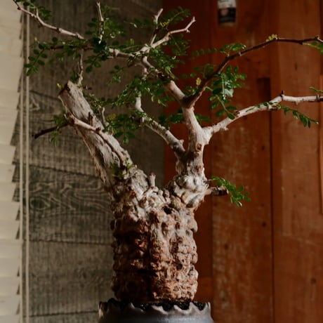 オペルクリカリア パキプス φ7.5cm［No.16］  ×   根本峻吾 作 S.N POT type.slim「 鐡 - 黒焔 - 」 3号 植木鉢