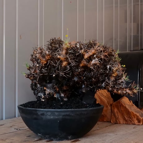 CATEGORY オトンナ ユーフォルビオイデス | Botanical Holic