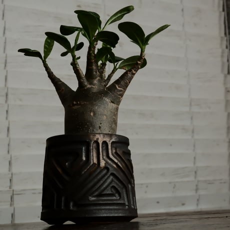 《グリコ》アデニウム アラビカム "ドワーフ " φ6.5cm［No.7］  ×  根本峻吾 作 S.N POT type.normal「 鐡 - kurogane - 」 3号  笠間焼