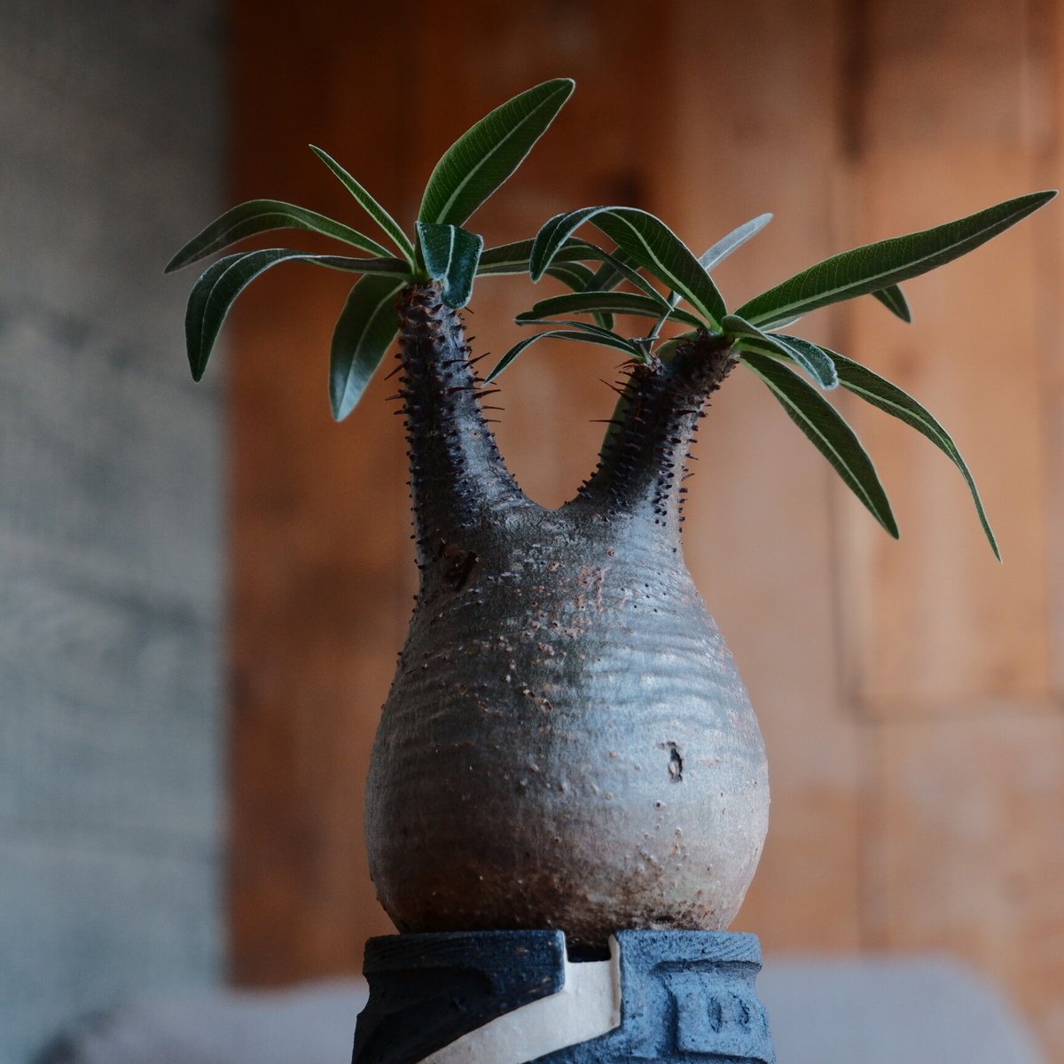 グラキリス現地球 根本峻吾鉢付き 【公式通販】