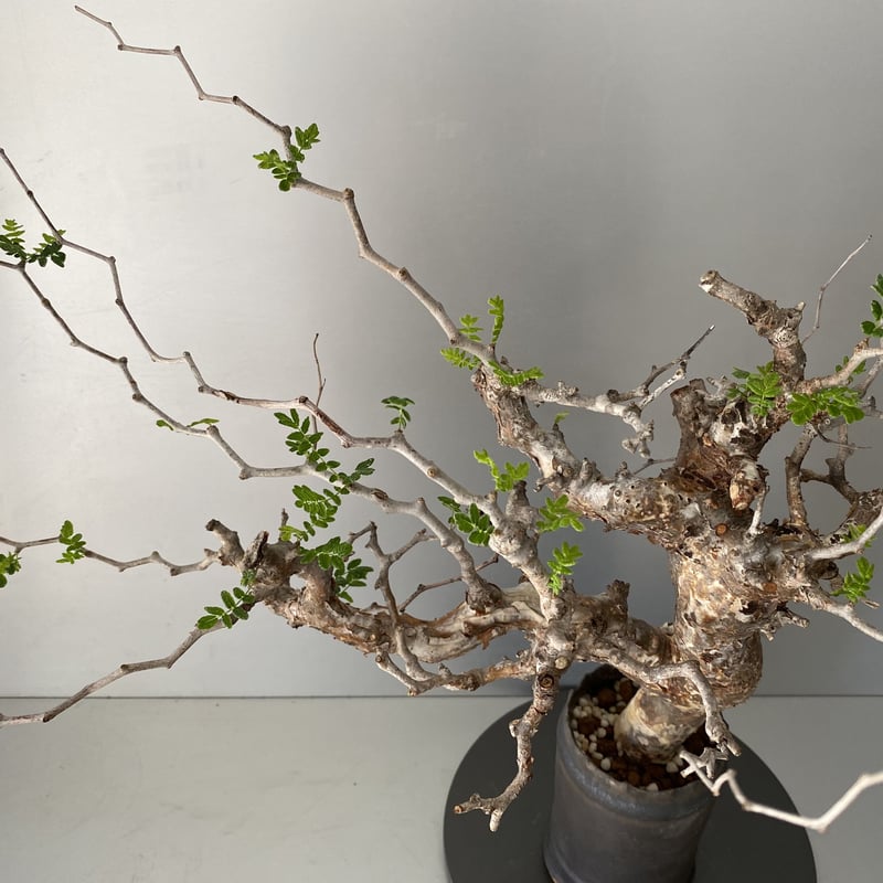 コミフォラ モンストローサ 発根済 現地株 MO-02 × S.N.Pot - crown -