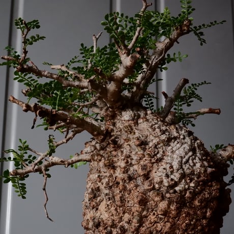 オペルクリカリア パキプス φ 12cm［No.31］  × 沼野秀章 作 【 Black Wrap 】4号 植木鉢 笠間焼