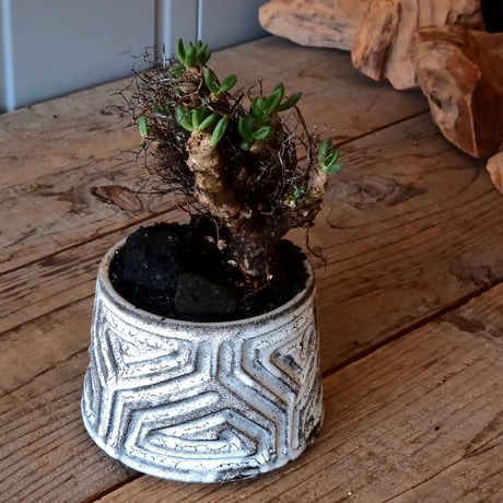 万物想 チレコドン レティキュラーツス［No.03］  ×   根本峻吾 作 S.N POT type.cylinder「 月光ノ鐵」 3.5号 植木鉢