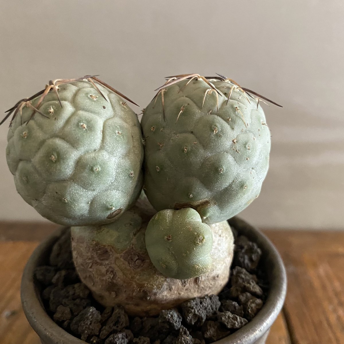 【Valiem鉢付き】テフロカクタス・ゲオメトリクス発根済み テフロカクタス ゲオメトリクス 02 × 瓦 - kawara - 金剛 S