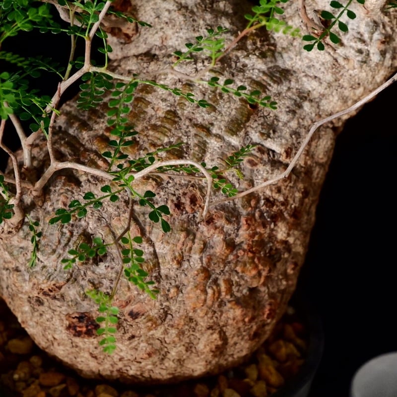 巨大オペルクリカリアパキプスカルスあり 巨大 オペルクリカリア パキプス［No.12］ | Botanical Holic