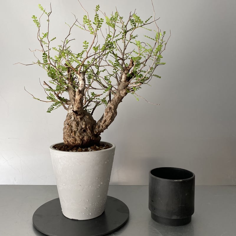 発根済 象形 オペルクリカリア パキプス P19 | Botanical Holic 発根済 象形 オペルクリカリア パキプス P19 | Botanical Holic
