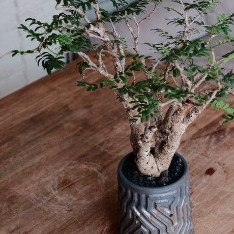 センナ メリディオナリス［No.30］  ×  根本峻吾 作 S.N POT type.tall「 鐡 - kurogane - 」3号 植木鉢 笠間焼