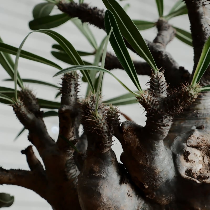 特大SP株 》グラキリス φ22cm［No.22］ × 松野然 作「 ZEN 」8号鉢