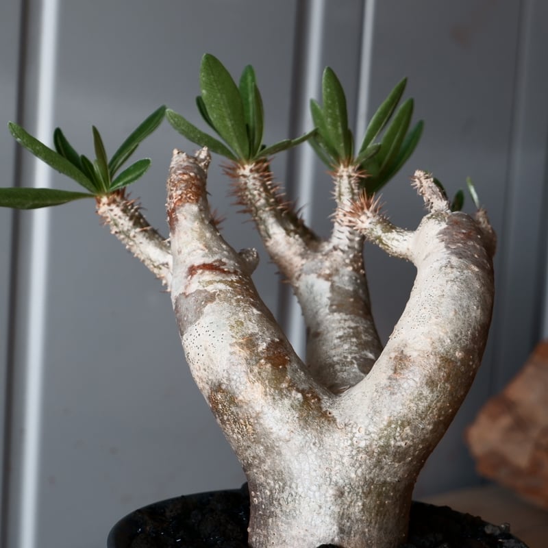 パキポディウム ブレビカリックス 輸入株［No.21］ × 坂本新 作