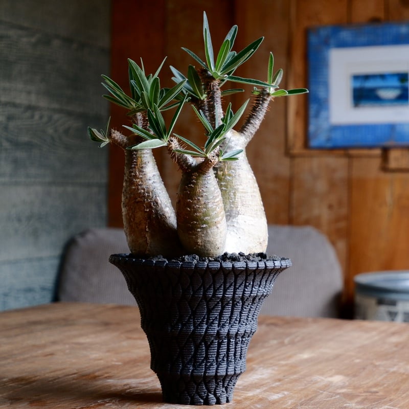 美肌 3頭 グラキリス - 象牙宮 - size L［No.40］ × 沖誠 作品 『