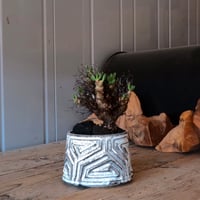 万物想 チレコドン レティキュラーツス［No.03］  ×   根本峻吾 作 S.N POT type.cylinder「 月光ノ鐵」 3.5号 植木鉢
