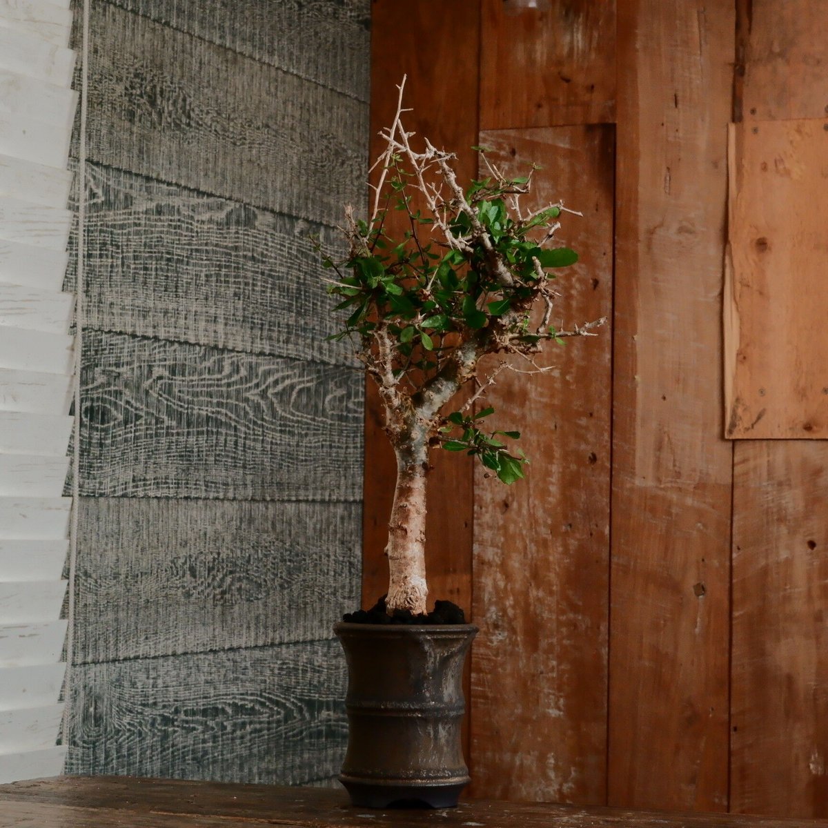 【bon25】コミフォラ シンプリキフォリア B コミフォラ・シンプリキフォリア | GREEN TRUST online store