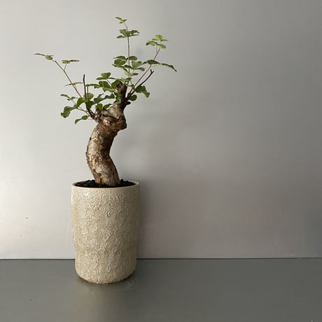コミフォラ オルビクラリス 発根済 現地株 BCO-01