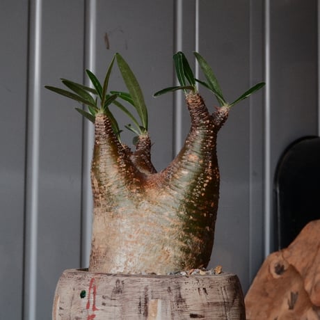 グラキリス φ7.5cm - 象牙宮 -［No.70］  ×   沼野秀章 作「 刻ム音 」3号 植木鉢 笠間焼