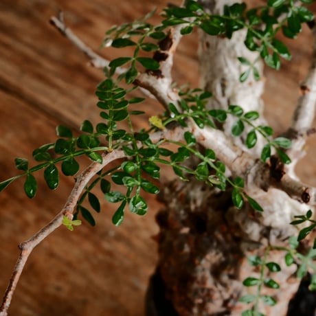 オペルクリカリア パキプス φ7.5cm［No.16］  ×   根本峻吾 作 S.N POT type.slim「 鐡 - 黒焔 - 」 3号 植木鉢