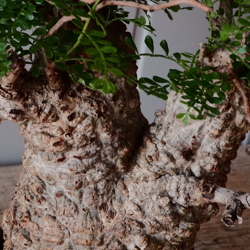 オペルクリカリア パキプス φ 12cm［No.26］ × 杉山悠 作 φ12cm 植木鉢