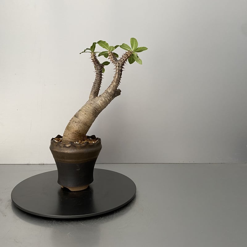 発根済 魔界玉 マカイエンセ BG-204 × S.N.Pot - crown - 3号鉢 ［