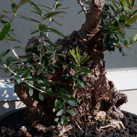 Old Olive 古木オリーブ［No.24］× 10号皿鉢 (φ30cm)
