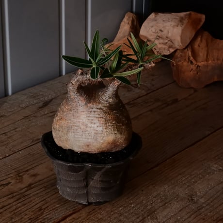 グラキリス φ12cm - 象牙宮 - ［No.18］  ×   沼野秀章 作「 black wrap 」4号 植木鉢 笠間焼