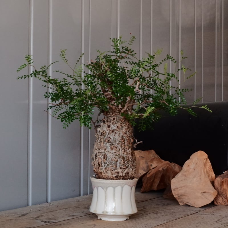 杉山 悠 植木鉢 2個セット 杉山悠 植木鉢 杉山 悠 植木鉢 2個セット