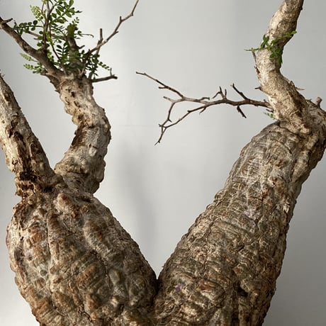 発根済 オペルクリカリア パキプス P-11  × 小野瀬 一 作品「the first plants wear」 7号 植木鉢