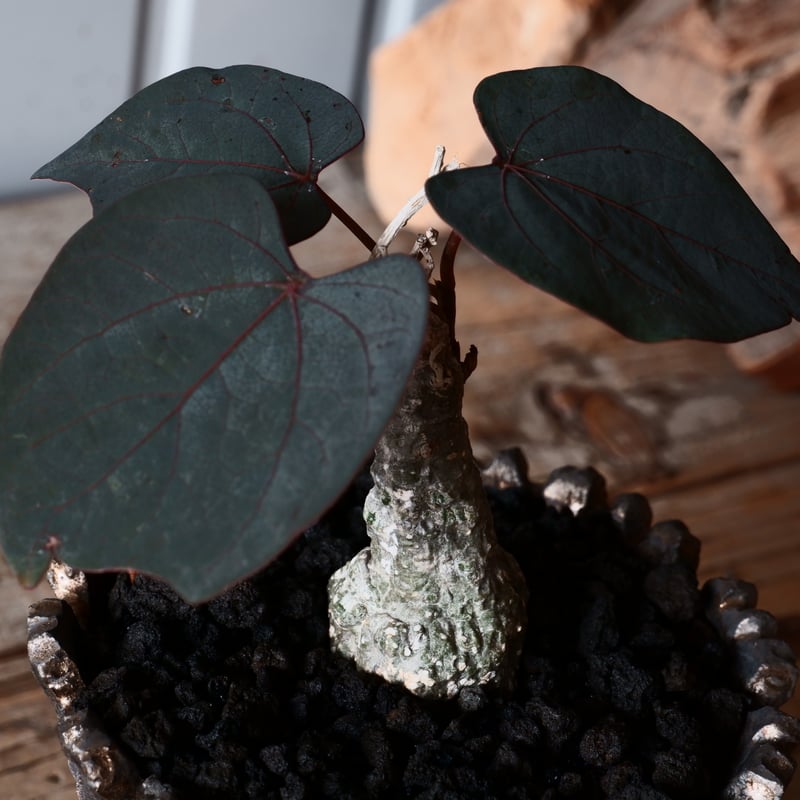 アデニア ステイローサ 輸入株［No.33］ × 松野然 作 【 ZEN 】 4号