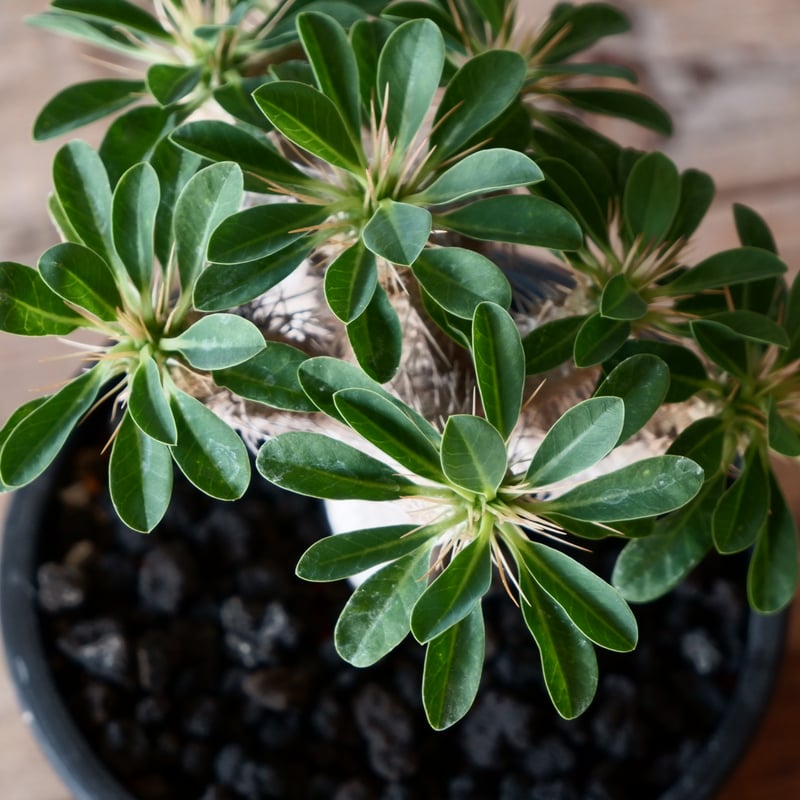 【最終値下げ】ユーフォルビア　ギラウミニアナ5株セット ユーフォルビア ギラウミニアナ 5寸 - 観葉植物・生花・ドライ