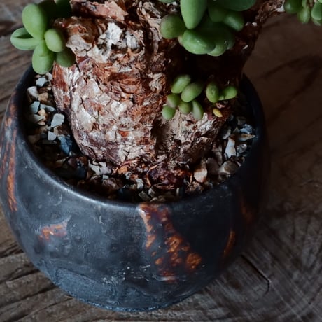 ケラリア ピグマエア［No.44］  × 磯部祐介 作品【 円 - 闇堕ち - 】2.5号 植木鉢 笠間焼