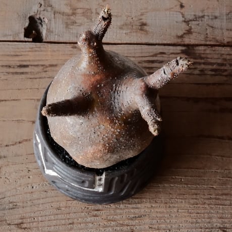 グラキリス φ10cm  - 象牙宮- ［No.80］  ×   根本峻吾 作 S.N POT type.cylinder「 迅雷」3.5号 植木鉢 笠間焼