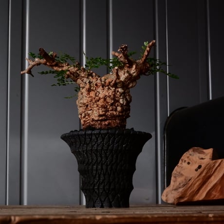 オペルクリカリア パキプス φ8cm［No.26］  × 沖誠 作品【 Bark / upper spread 】3号 植木鉢 笠間焼