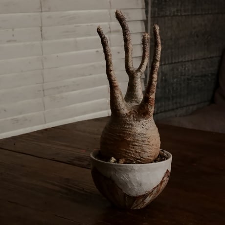 グラキリス - 象牙宮 -［No.84］  ×   沼野秀章 作「 刻ム音 」3.5号 植木鉢 笠間焼