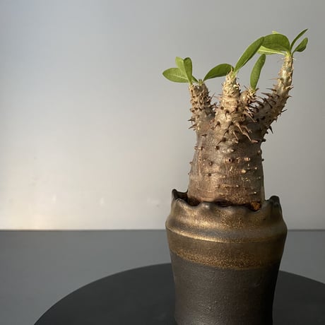 発根済 超チビ マカイエンセ 魔界玉 現地株 BG-136 × S.N.Pot - crown - 2号鉢 ［作家  "根本峻吾"］