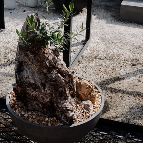Old Olive 古木オリーブ［No.17］× 12号皿鉢 (φ36cm)