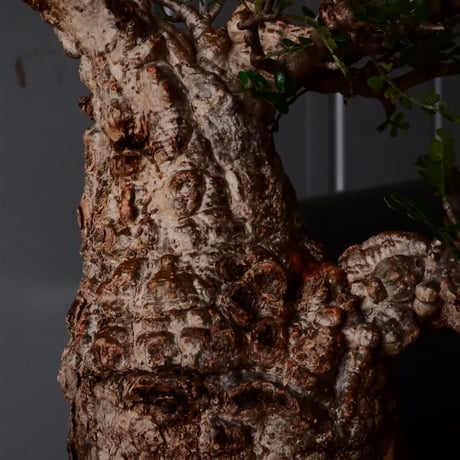 オペルクリカリア パキプス φ 11cm［No.29］  × 杉山悠 作 4号 植木鉢 笠間焼
