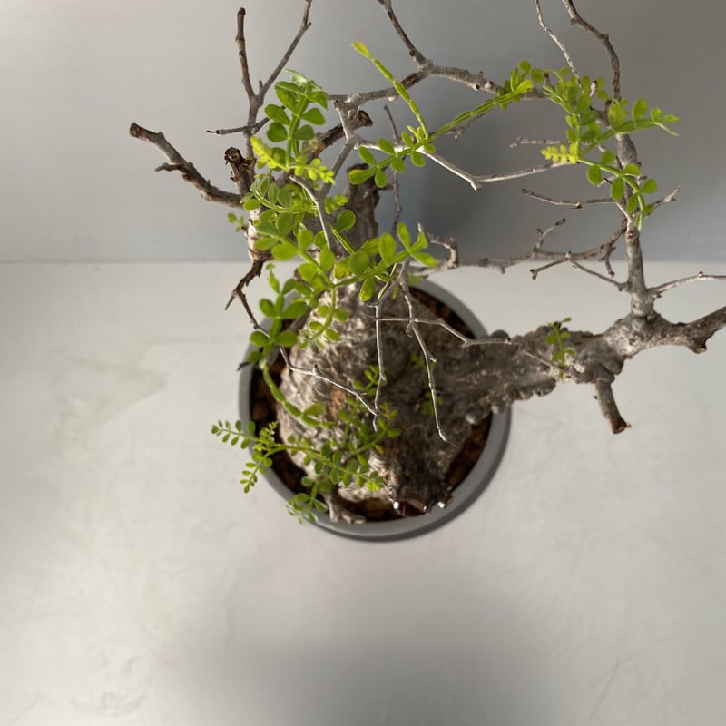 発根済 オペルクリカリア パキプス P05 | Botanical Holic