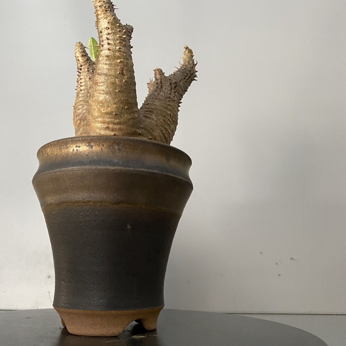 発根済 チビ マカイエンセ 魔界玉 現地株 BG-124 × S.N.Pot - horizo