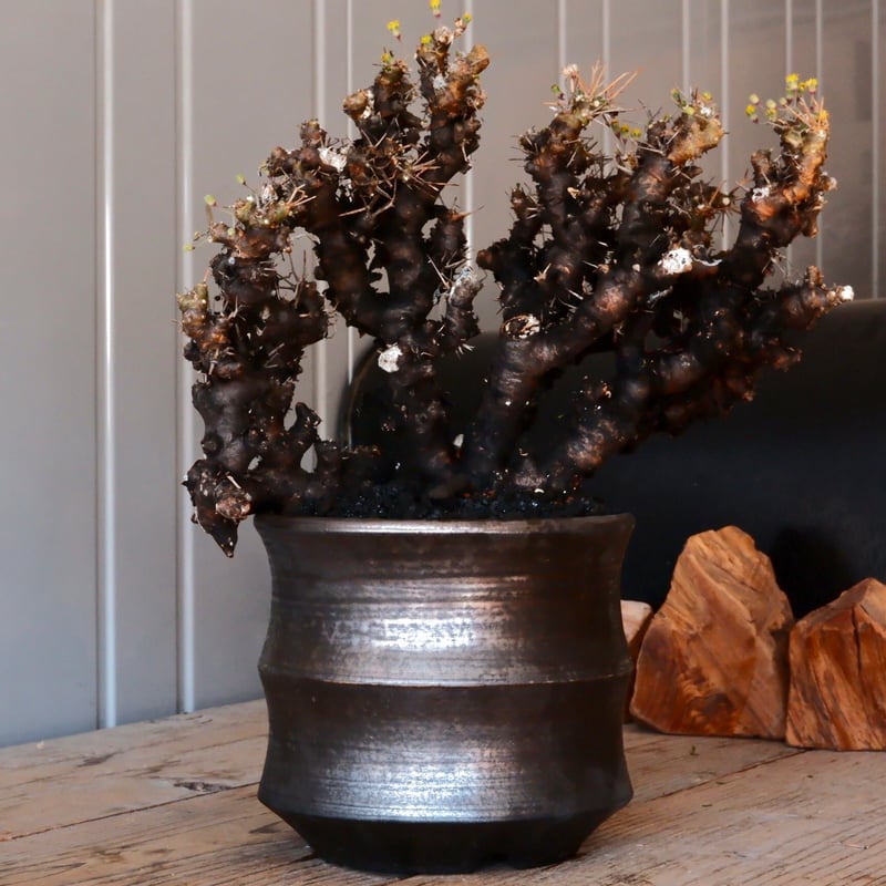 大株 】オトンナ ユーフォルビオイデス ［No.88］ × 松野然【 ZEN 】 5