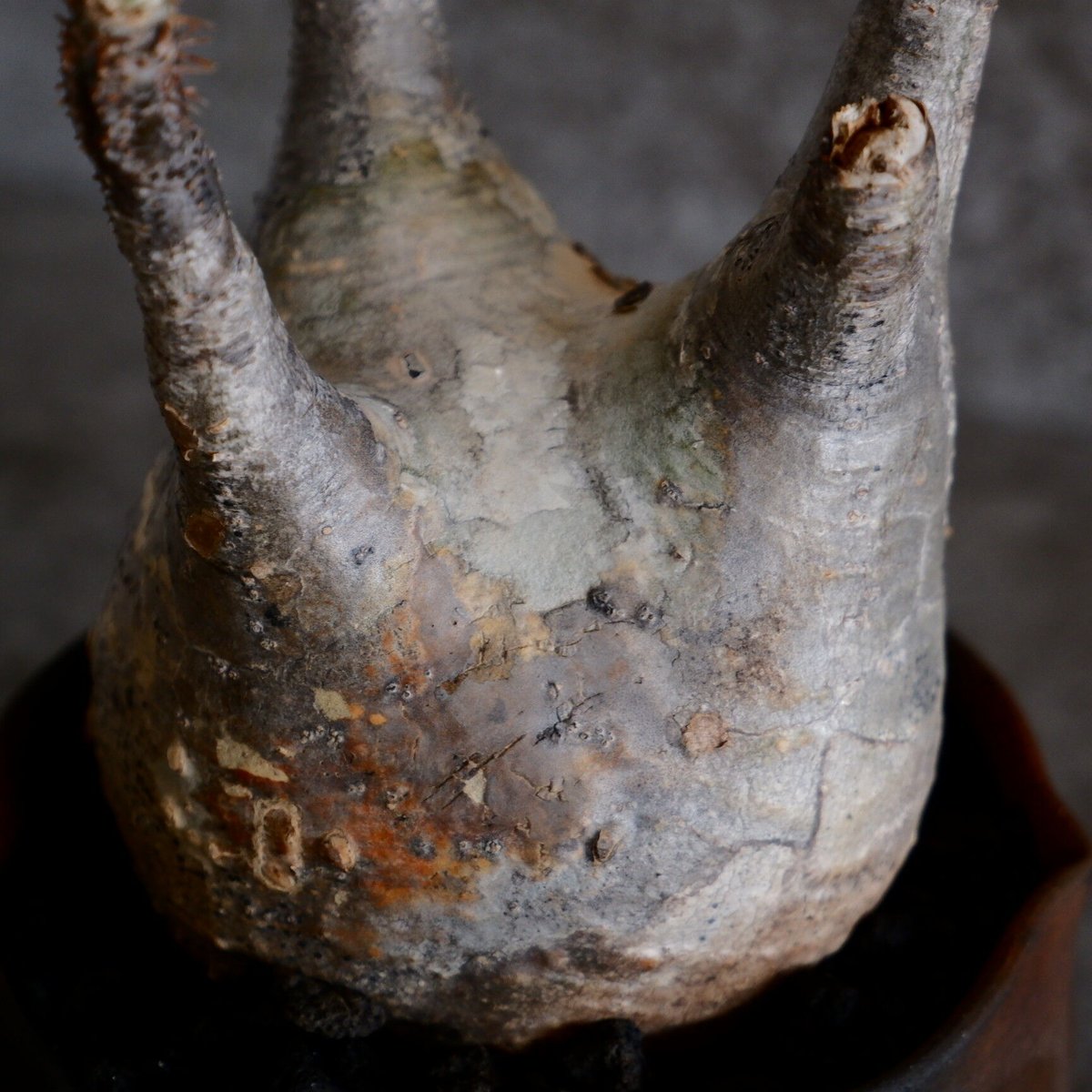 白肌 グラキリス - 象牙宮 - size S［No.58］ × 木村直人 作 「輪花 - r