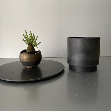 発根済  チレコドン ペアルソニー PE-02 × S.N.Pot "丸"- wave - 2号鉢 ［作家  "根本峻吾"］