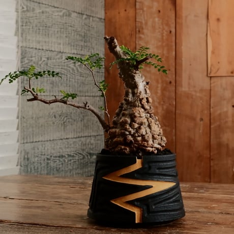 オペルクリカリア パキプス φ9.5cm［No.15］  ×   根本峻吾 作 S.N POT type.cylinder「 雷電 」limited color - Ocher - 4号 植木鉢