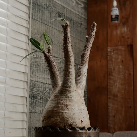グラキリス φ10cm - 象牙宮 - ［No.76］  ×   根本峻吾 作 S.N POT type.round「 黒焔 - kokuen - 」4号 植木鉢 笠間焼